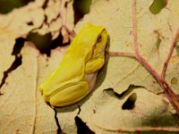 0006  Laubfrosch (gelb)